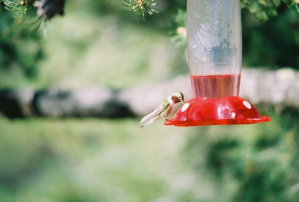 Male Rufus Hummingbird drinking nectear from a feeder.
